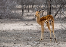 Impala en stoffige omgeving, Zuid-Afrika